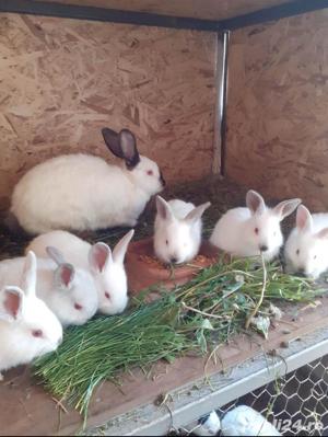 Iepuri de rasa Californian  - imagine 2