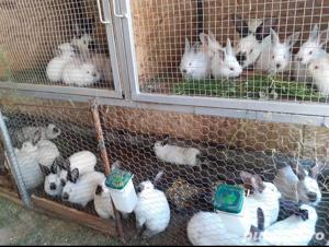 Iepuri de rasa Californian  - imagine 3