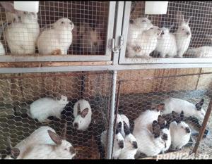 Iepuri de rasa Californian  - imagine 4