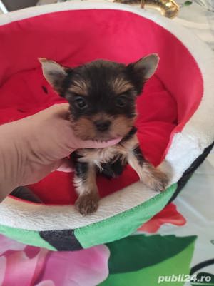 Pui rasa Yorkshire Terrier - talie Mini Toy,  Black and Tan  - imagine 2