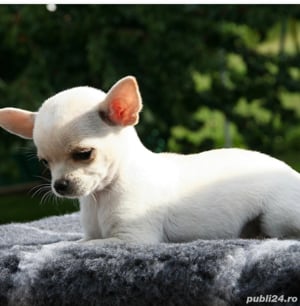 Pui chihuahua mini de calitate