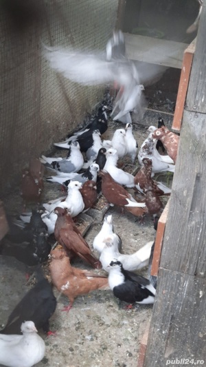 porumbei cazatori - imagine 2