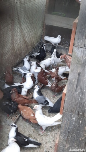 porumbei cazatori - imagine 3