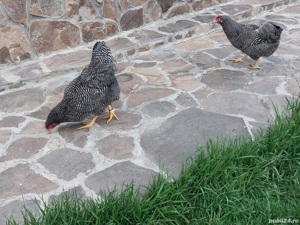 Vand familie plymouth rock barat - imagine 4