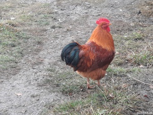 Vand familie New Hampshire