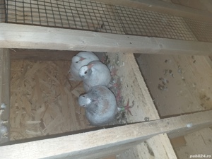 Vind porunbei voiajori - imagine 2