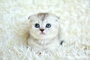 Vând puiuți Scottish Fold Silver Tabby Whiskas 