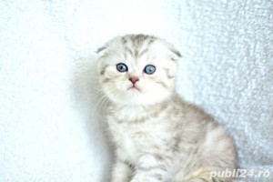 Vând puiuți Scottish Fold Silver Tabby Whiskas  - imagine 2