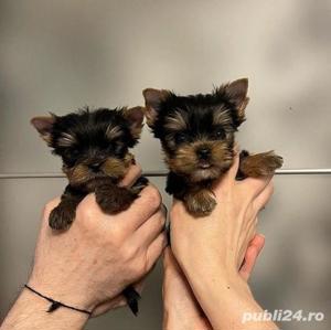 Yorkshire Terrier Mini Toy, Black and Tan, 2 luni, garanție, factură fiscală 
