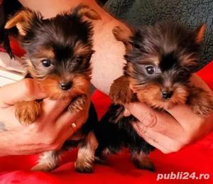 Pui rasa Yorkshire Terrier talie mini toy  - imagine 3