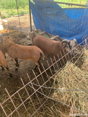 Vând berbeci de Camerun pentru reproducere - imagine 4 Vând berbeci de Camerun pentru reproducere - imagine 4