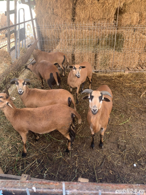 Vând berbeci de Camerun pentru reproducere - imagine 6 Vând berbeci de Camerun pentru reproducere - imagine 6