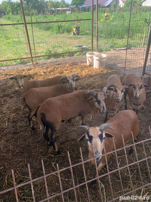 Vând berbeci de Camerun pentru reproducere - imagine 5 Vând berbeci de Camerun pentru reproducere - imagine 5