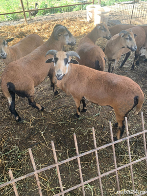 Vând berbeci de Camerun pentru reproducere - imagine 2 Vând berbeci de Camerun pentru reproducere - imagine 2