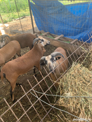 Vând berbeci de Camerun pentru reproducere - imagine 7 Vând berbeci de Camerun pentru reproducere - imagine 7