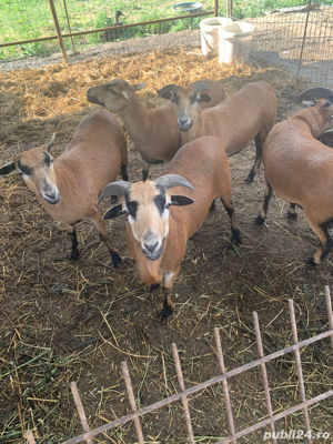 Vând berbeci de Camerun pentru reproducere - imagine 3 Vând berbeci de Camerun pentru reproducere - imagine 3