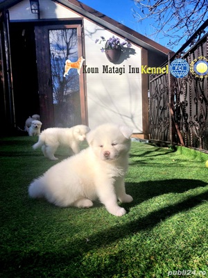 Akita puiuti superbi cu pedigree exceptional - imagine 8