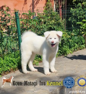 Akita puiuti superbi cu pedigree exceptional - imagine 3