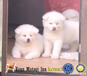 Akita puiuti superbi cu pedigree exceptional - imagine 6