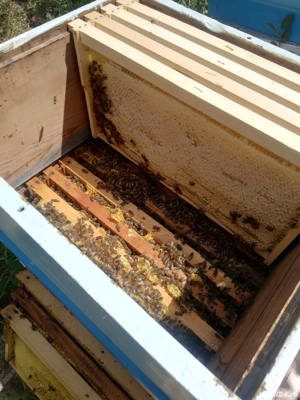 Familii de albine și roiuri de albine de la 350 lei - imagine 3