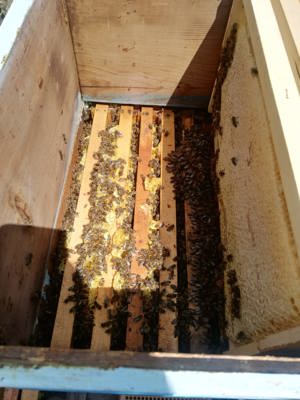 Familii de albine și roiuri de albine de la 350 lei - imagine 4