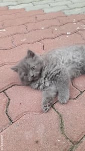 pui persan  - imagine 2