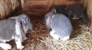 Vând pui de berbec german uriaș  - imagine 2