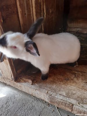 Vând iepuri california californian  - imagine 5