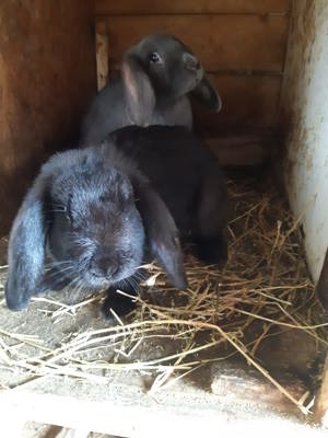 Vând iepuri berbec german uriaș  - imagine 2