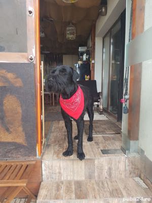 Câine Russkiy Tchiorny Terrier caută iubita - imagine 3