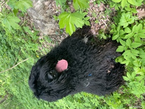 Câine Russkiy Tchiorny Terrier caută iubita - imagine 4