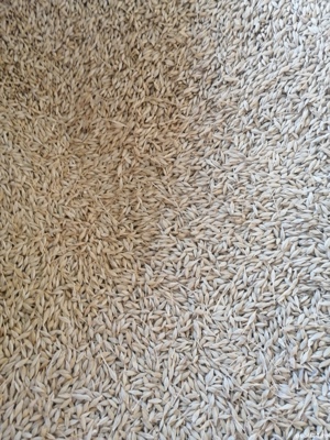 Vând grâu, triticale producție 2025! - imagine 4