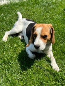 Mont Beagle Tricolor - imagine 4 Mont Beagle Tricolor - imagine 4