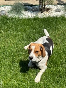 Mont Beagle Tricolor - imagine 3 Mont Beagle Tricolor - imagine 3