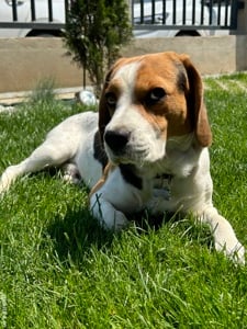 Mont Beagle Tricolor