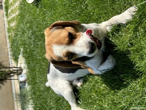 Mont Beagle Tricolor - imagine 2 Mont Beagle Tricolor - imagine 2