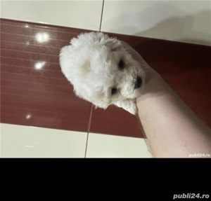 Bichon maltez mini  - imagine 2 Bichon maltez mini  - imagine 2