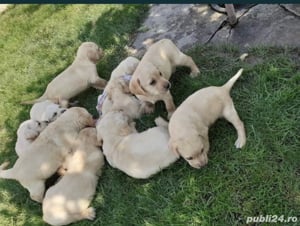 Pui Labrador retriver de calitate