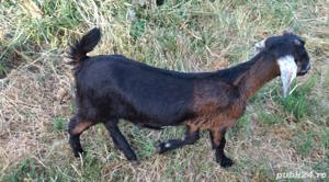 Iada Anglo-Nubiana își schimbă locația  - imagine 3 Iada Anglo-Nubiana își schimbă locația  - imagine 3