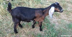 Iada Anglo-Nubiana își schimbă locația  - imagine 2 Iada Anglo-Nubiana își schimbă locația  - imagine 2