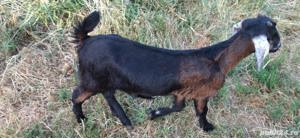 Iada Anglo-Nubiana își schimbă locația  - imagine 5 Iada Anglo-Nubiana își schimbă locația  - imagine 5