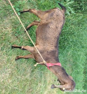 Iada Anglo-Nubiana își schimbă locația  - imagine 3