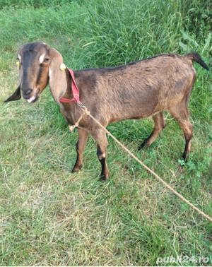 Iada Anglo-Nubiana își schimbă locația 