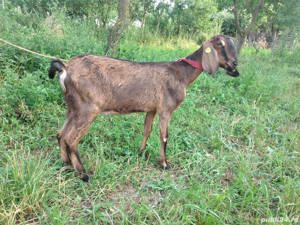 Iada Anglo-Nubiana își schimbă locația  - imagine 5