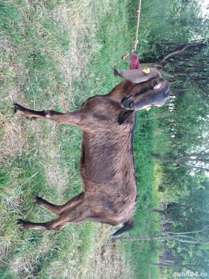 Iada Anglo-Nubiana își schimbă locația  - imagine 2