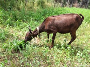 Iada Murciana Granadina își schimbă locația  - imagine 3