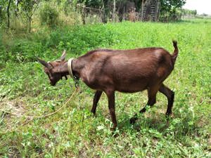 Iada Murciana Granadina își schimbă locația  - imagine 6