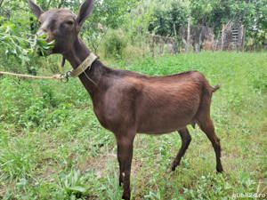 Iada Murciana Granadina își schimbă locația  - imagine 4