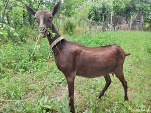 Iada Murciana Granadina își schimbă locația 