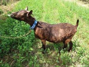 Capra Murciana Granadina își schimbă locația  - imagine 8